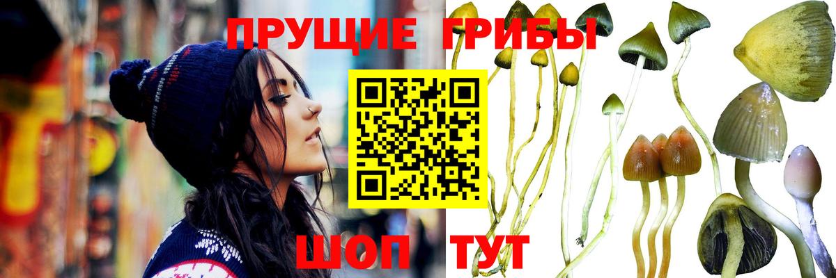 Псилоцибиновые грибы Psilocybe Сибай
